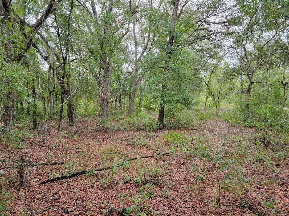 En Venta: $28,000 (1.25 acres)