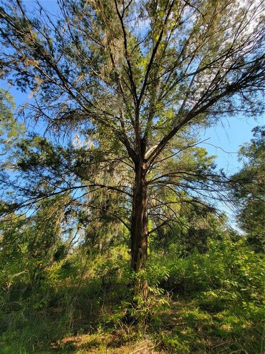 合同活跃: $97,250 (8.26 acres)