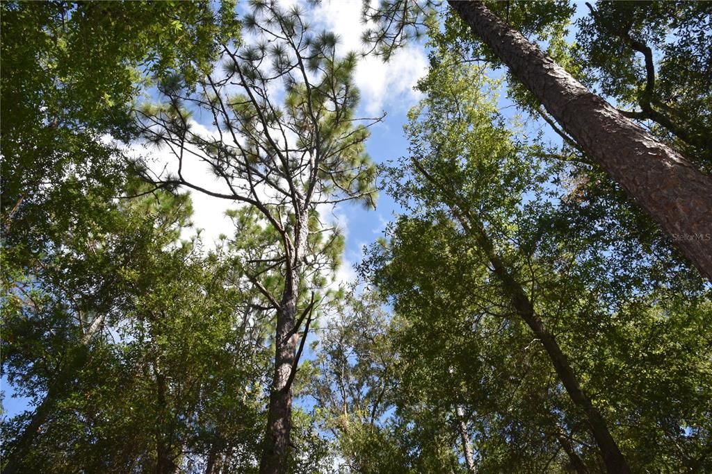 For Sale: $12,000 (0.36 acres)