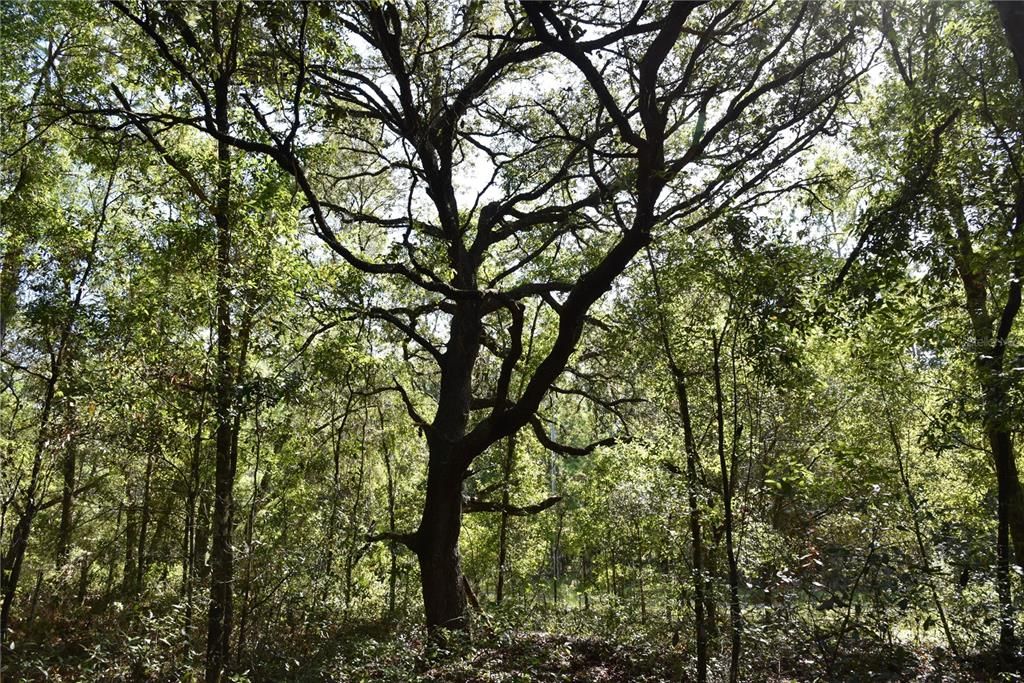 For Sale: $12,000 (0.36 acres)