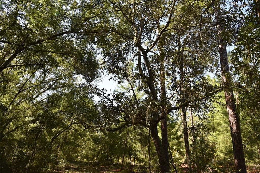 For Sale: $12,000 (0.36 acres)