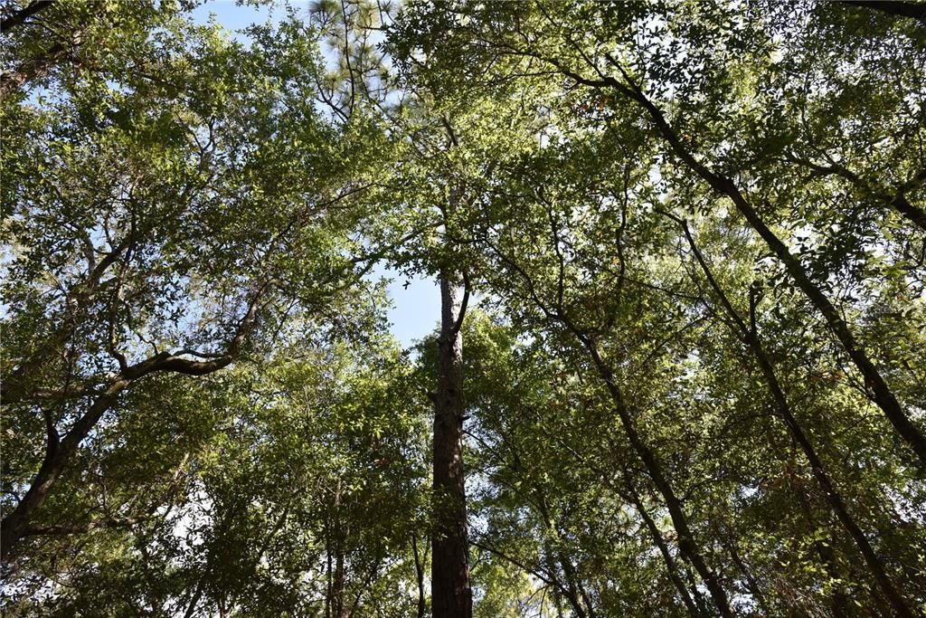 For Sale: $12,000 (0.36 acres)