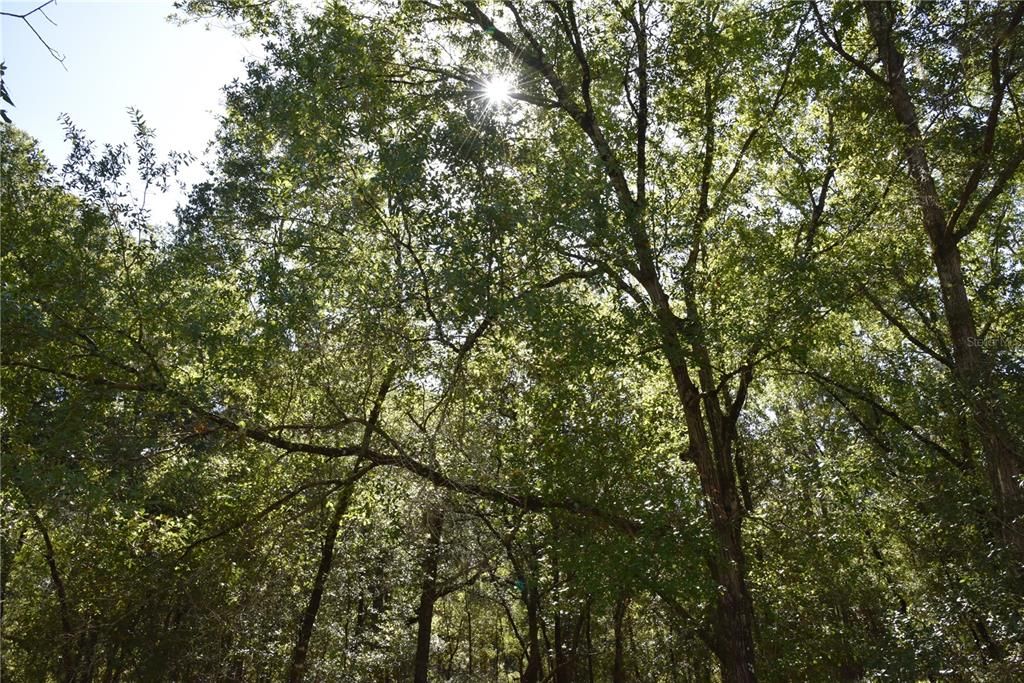 For Sale: $12,000 (0.36 acres)