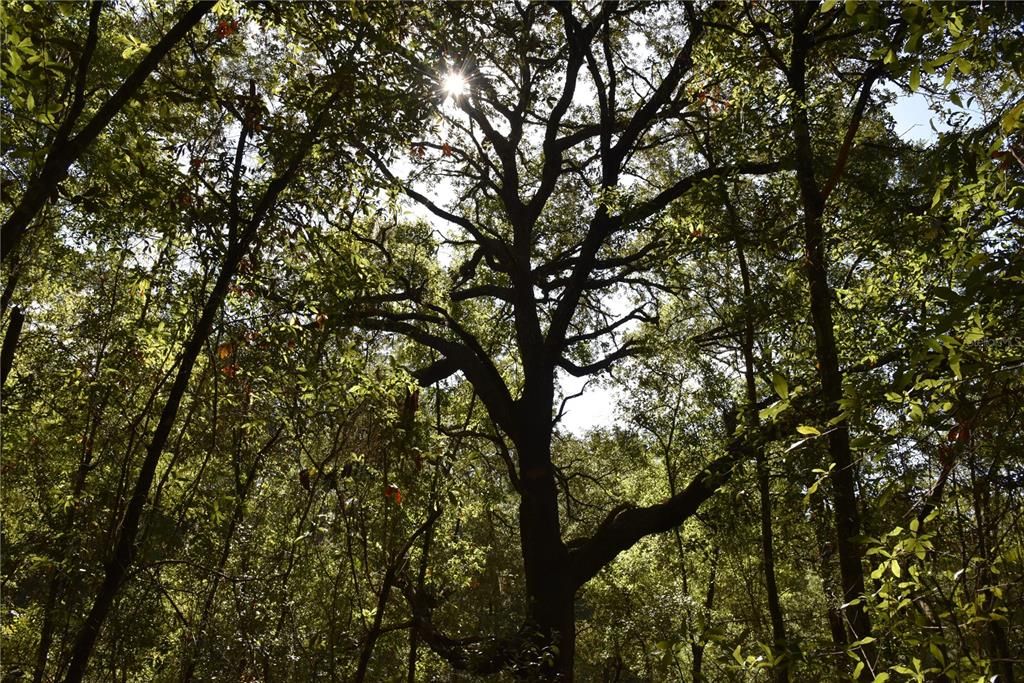 For Sale: $12,000 (0.36 acres)