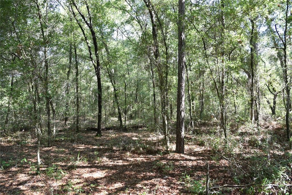 For Sale: $12,000 (0.36 acres)