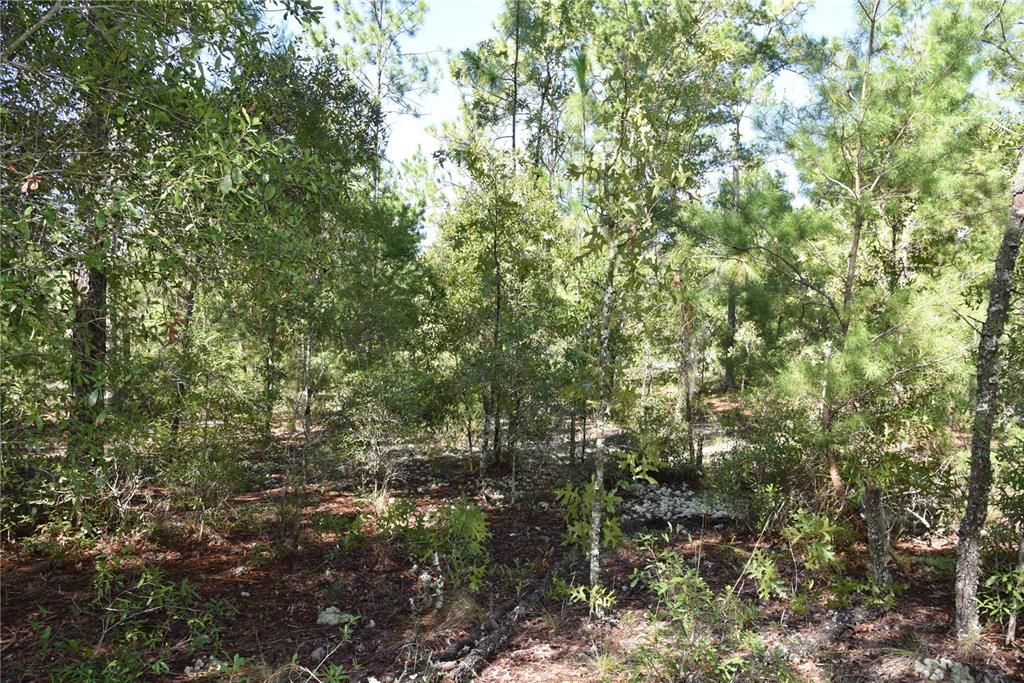 For Sale: $12,000 (0.36 acres)