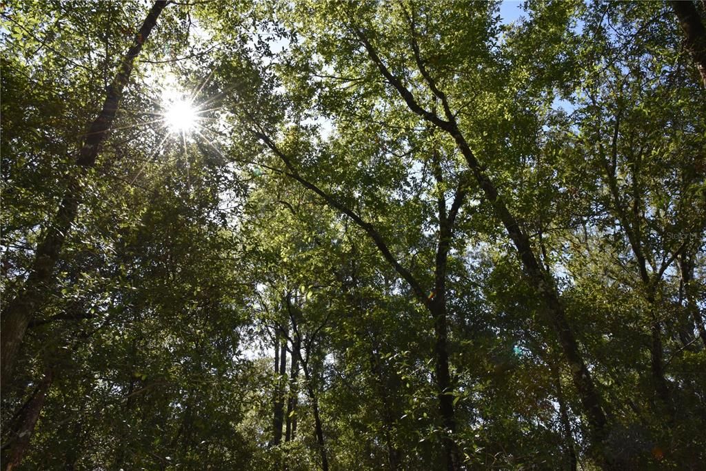 For Sale: $12,000 (0.36 acres)