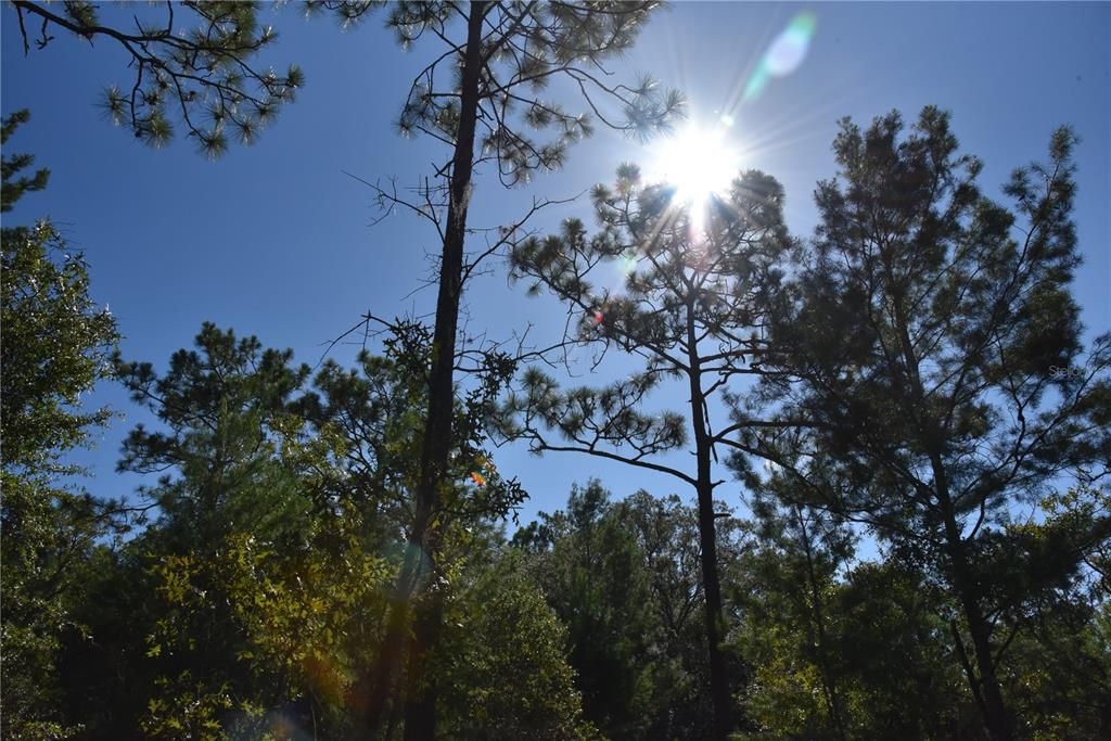 For Sale: $12,000 (0.36 acres)