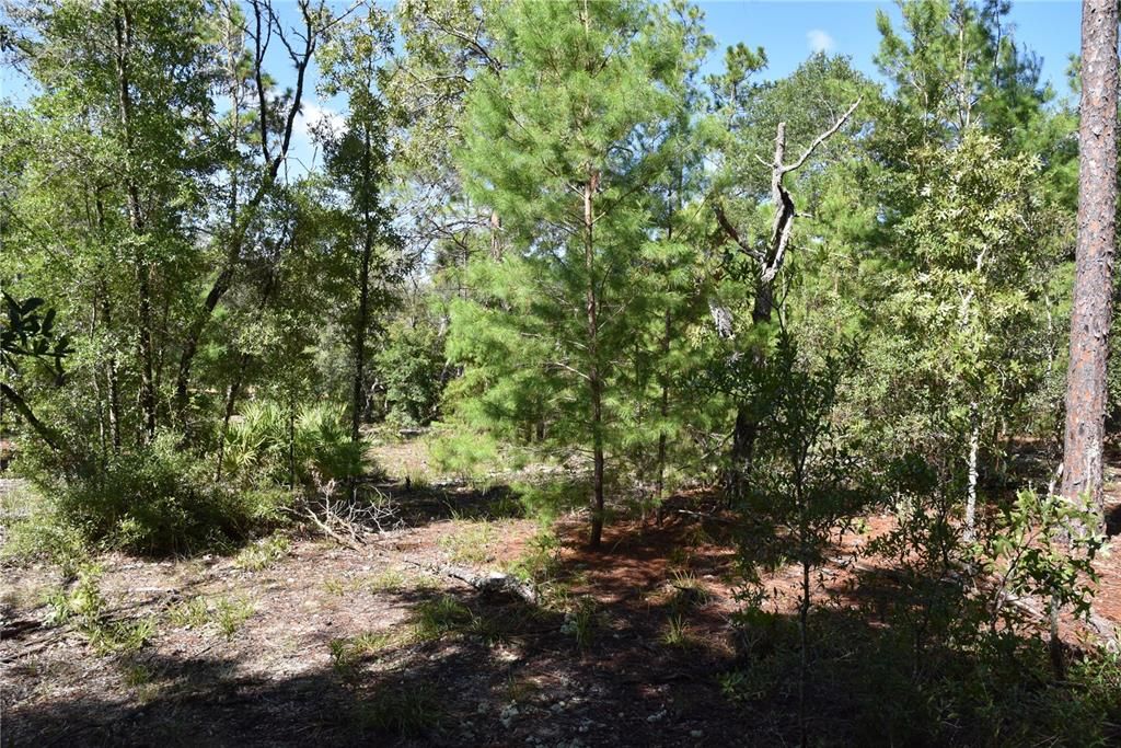 For Sale: $12,000 (0.36 acres)