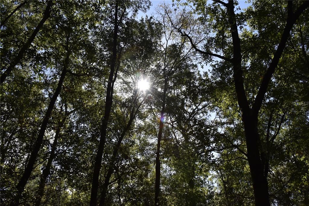 For Sale: $12,000 (0.36 acres)