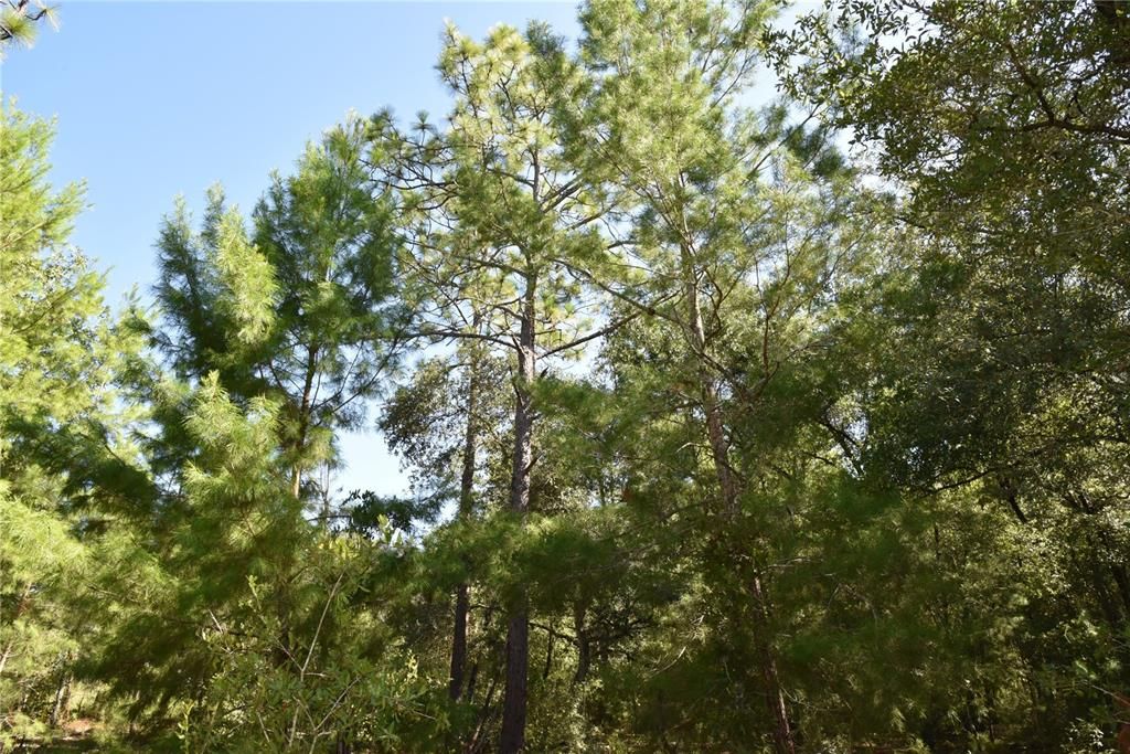 For Sale: $12,000 (0.36 acres)