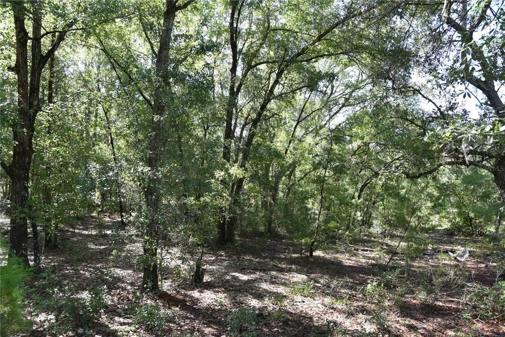 For Sale: $12,000 (0.36 acres)