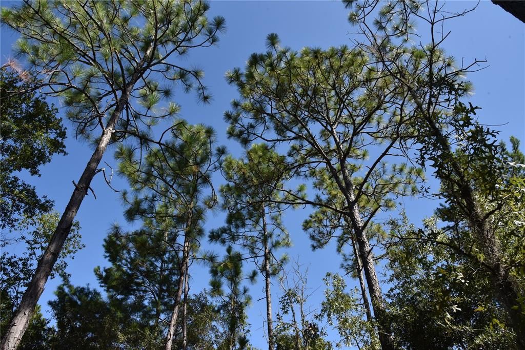 For Sale: $12,000 (0.36 acres)