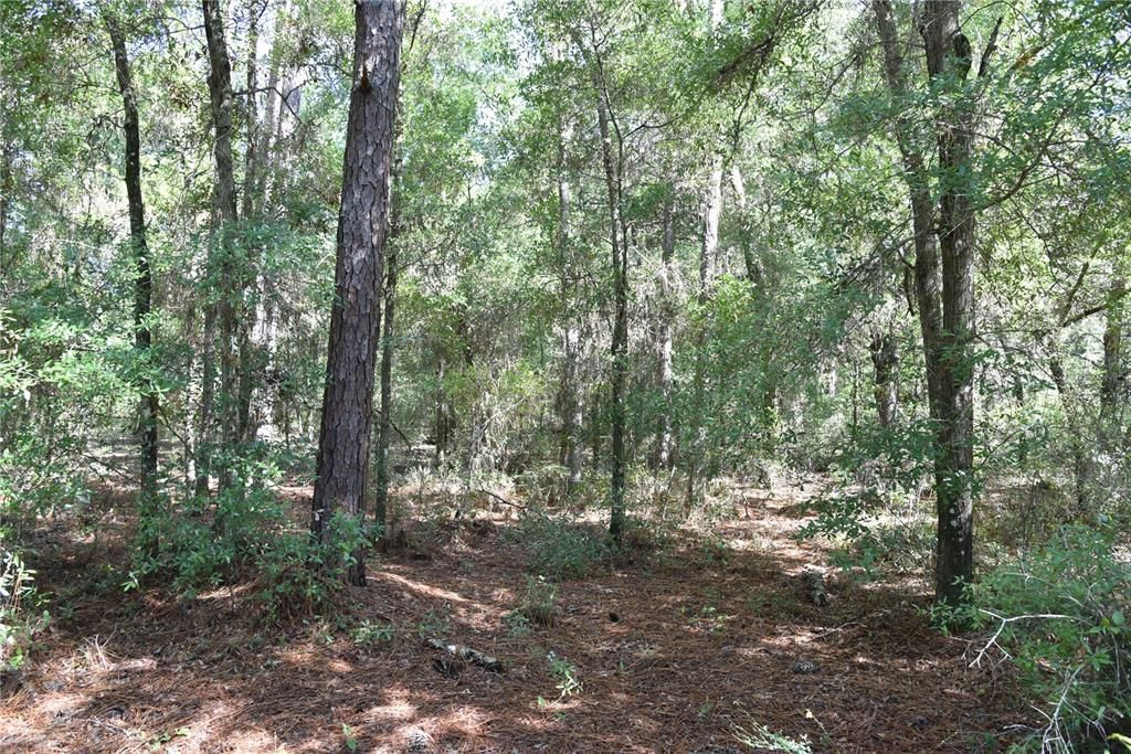 For Sale: $12,000 (0.36 acres)