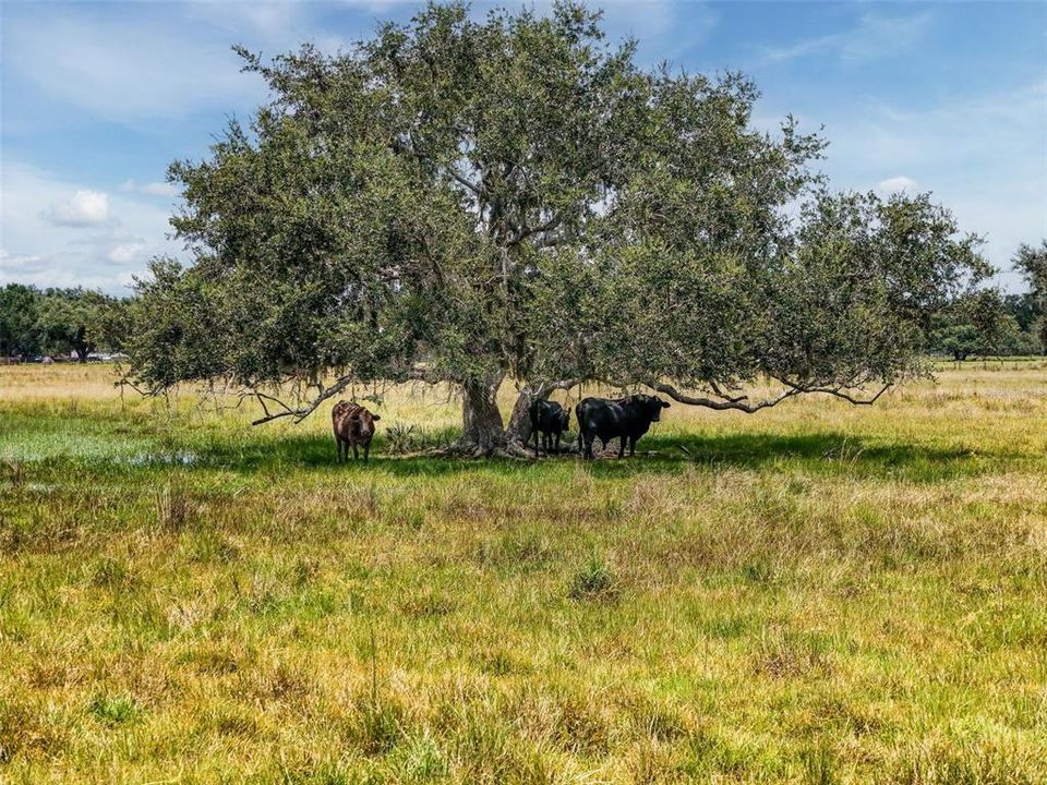 For Sale: $1,195,000 (3 beds, 1 baths, 1000 Square Feet)