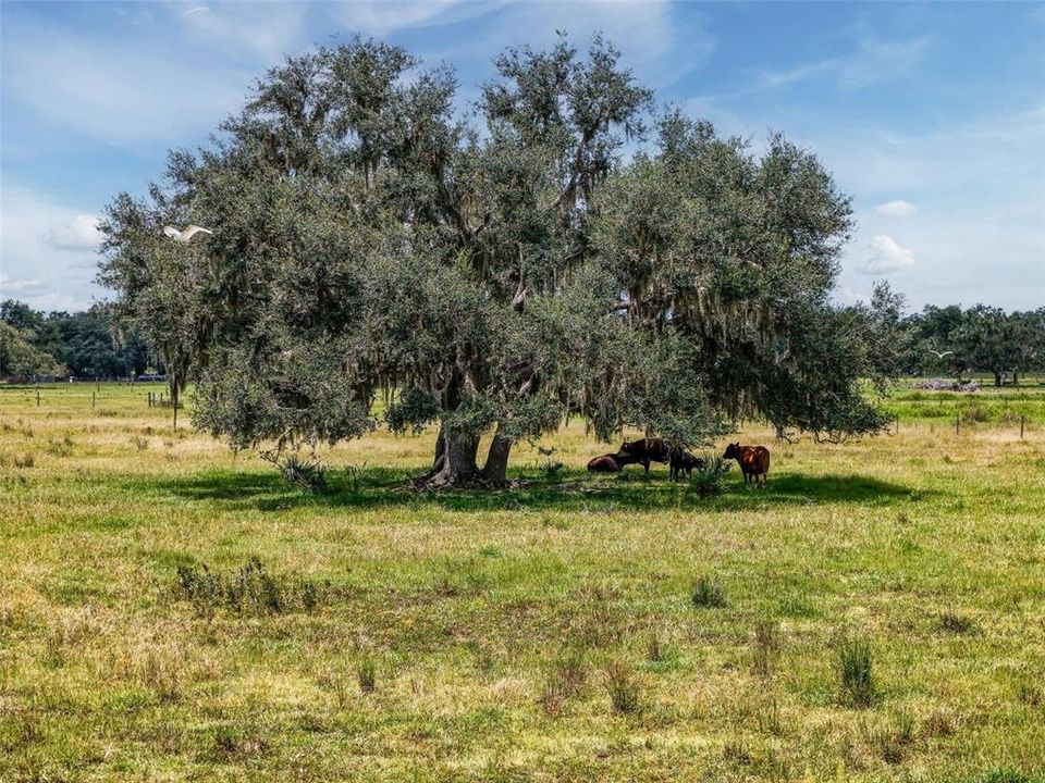 For Sale: $1,195,000 (3 beds, 1 baths, 1000 Square Feet)