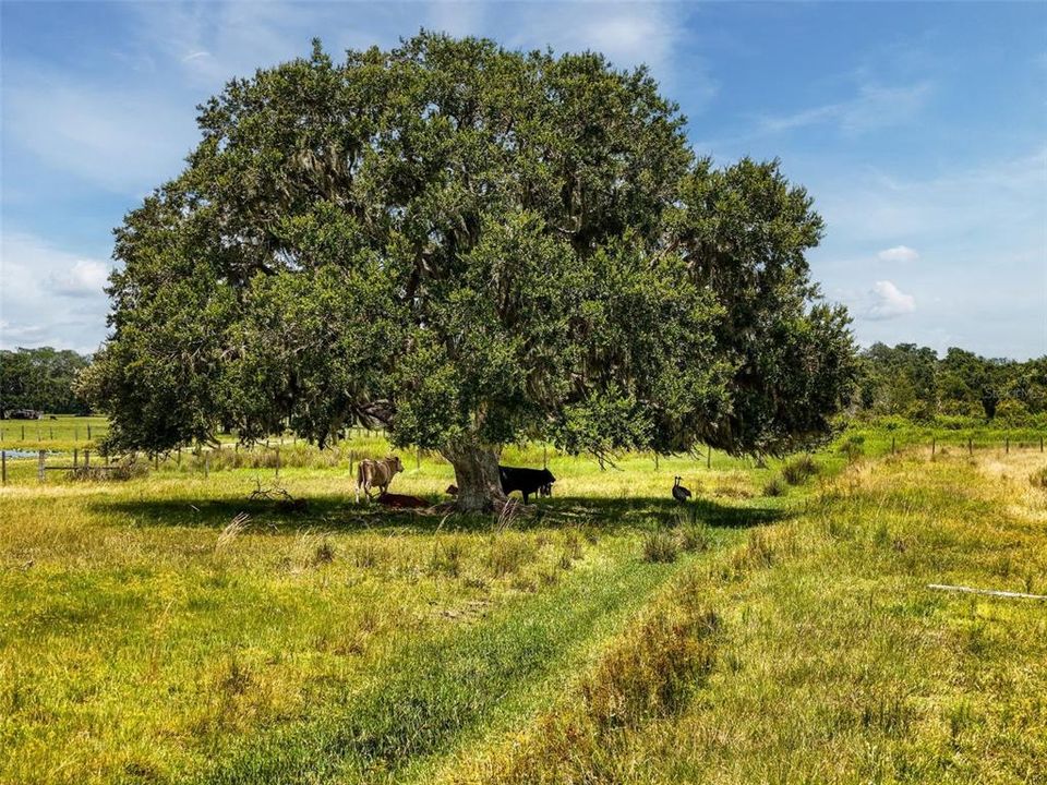 For Sale: $1,195,000 (3 beds, 1 baths, 1000 Square Feet)