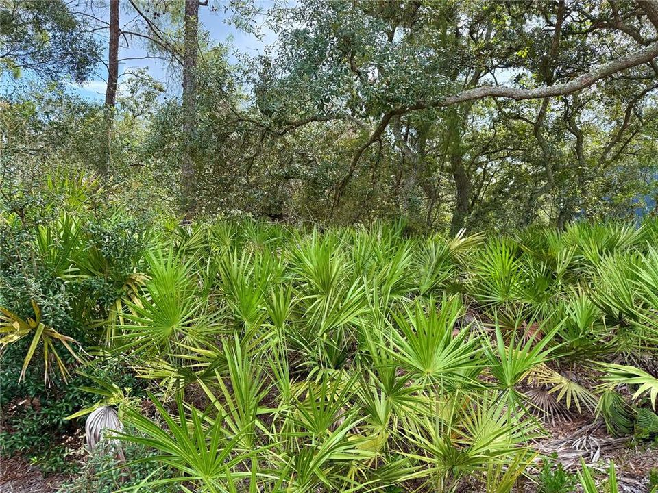 En Venta: $69,000 (1.00 acres)