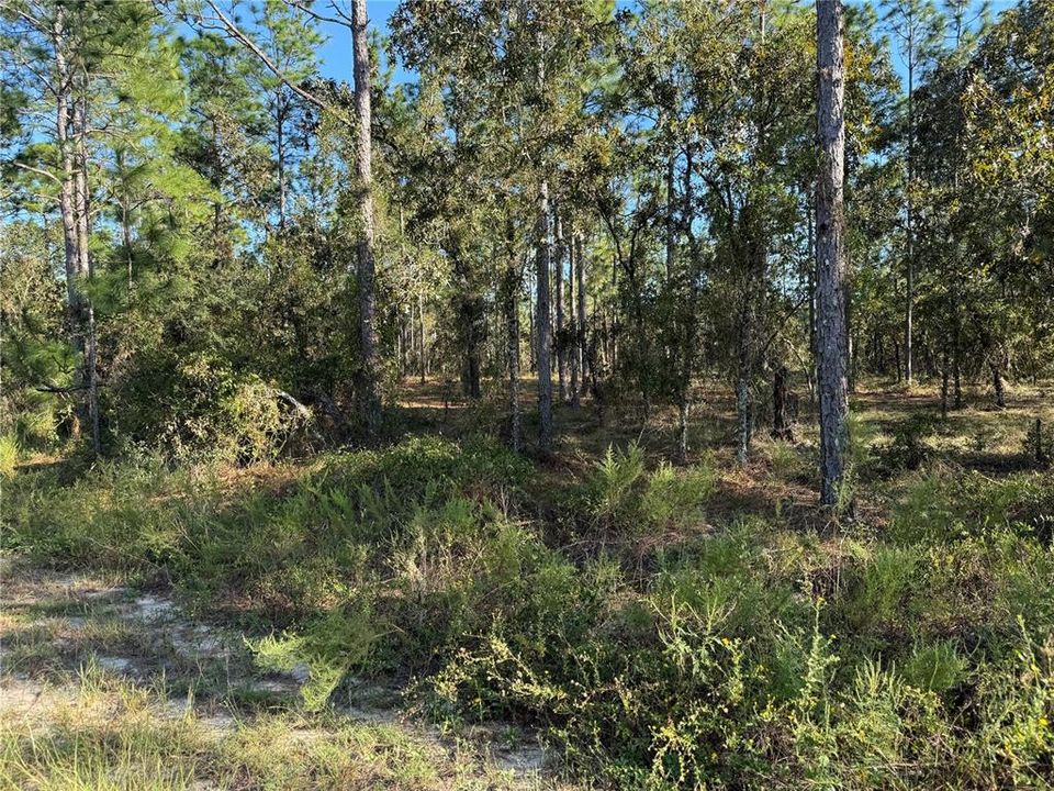 待售: $30,500 (1.25 acres)