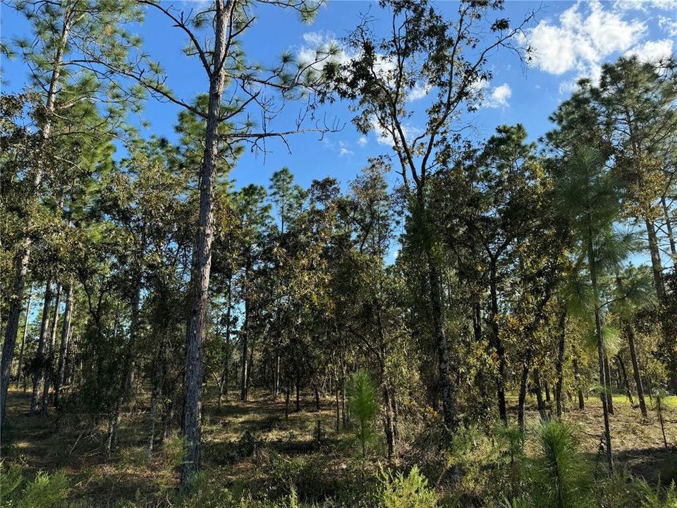 待售: $30,500 (1.25 acres)