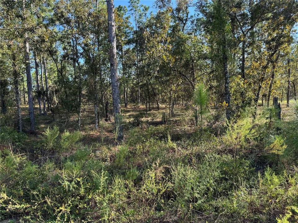 待售: $30,500 (1.25 acres)