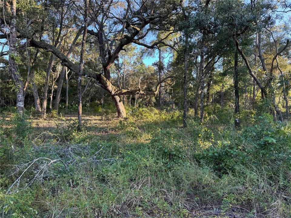 待售: $30,500 (1.25 acres)