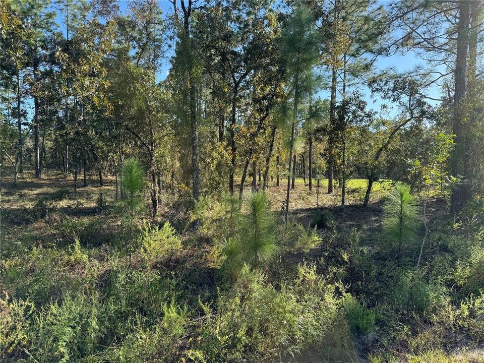 待售: $30,500 (1.25 acres)