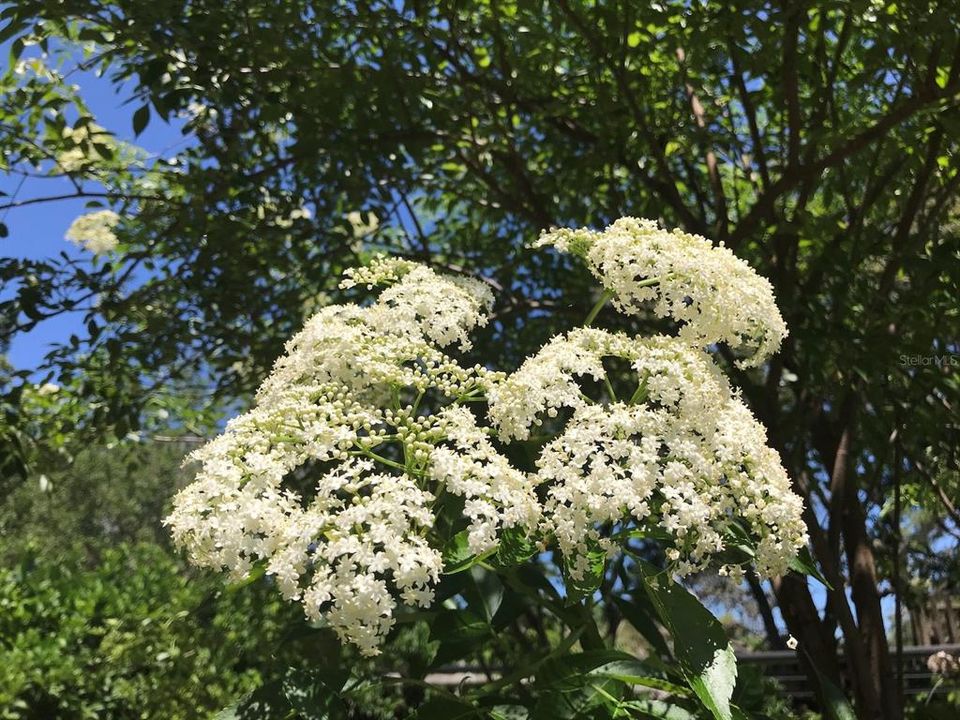 На продажу: $939,000 (5 спален, 3 ванн, 3662 Квадратных фут)