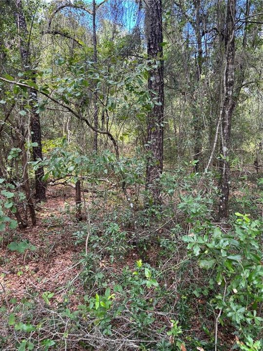 En Venta: $14,900 (0.22 acres)