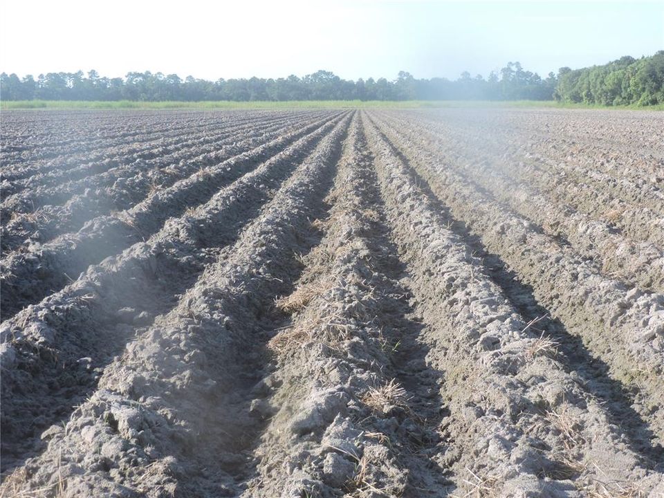 For Sale: $250,000 (10.00 acres)