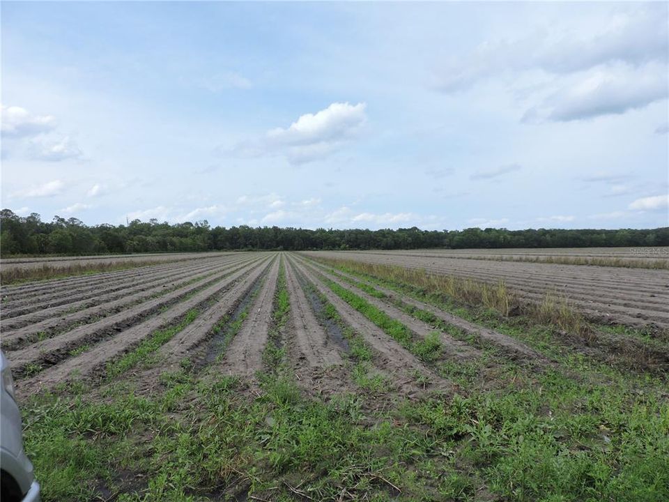 For Sale: $250,000 (10.00 acres)