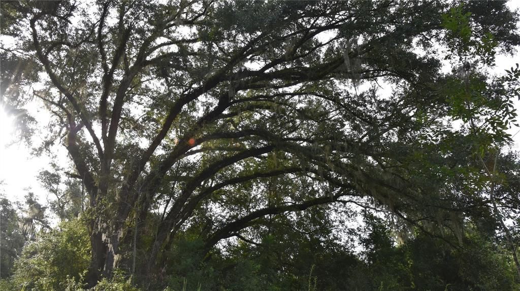 最近售出: $299,000 (26.00 acres)