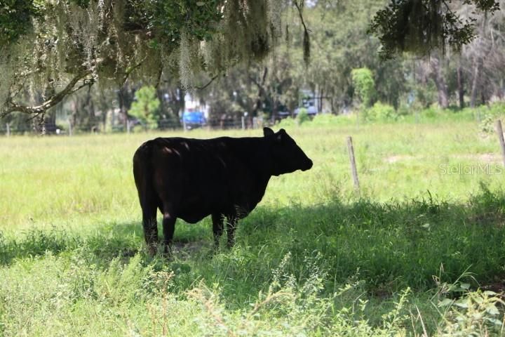 For Sale: $1,250,000 (45.57 acres)