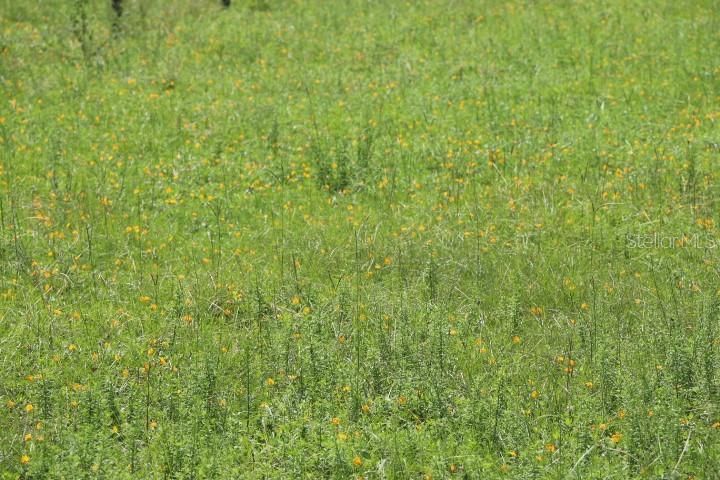 For Sale: $1,250,000 (45.57 acres)