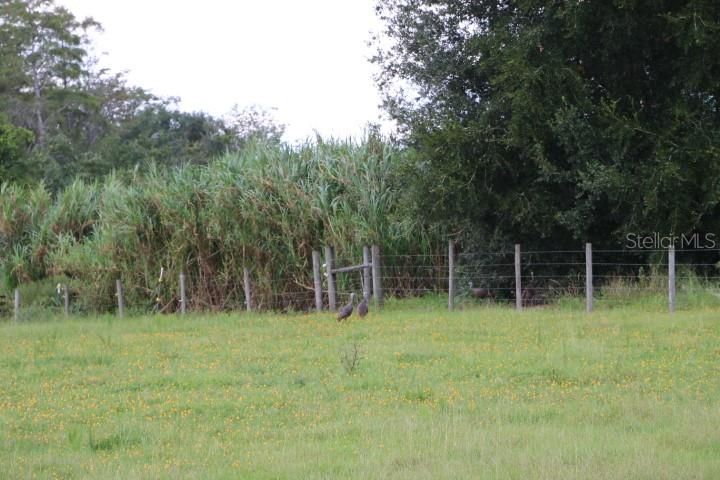For Sale: $1,250,000 (45.57 acres)