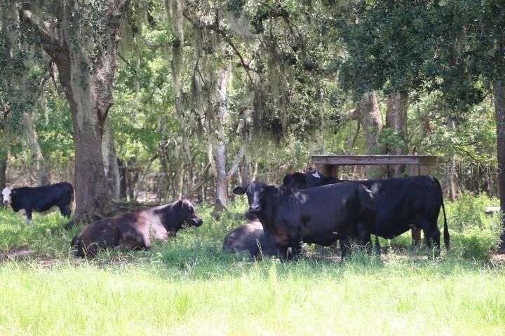 For Sale: $1,250,000 (45.57 acres)