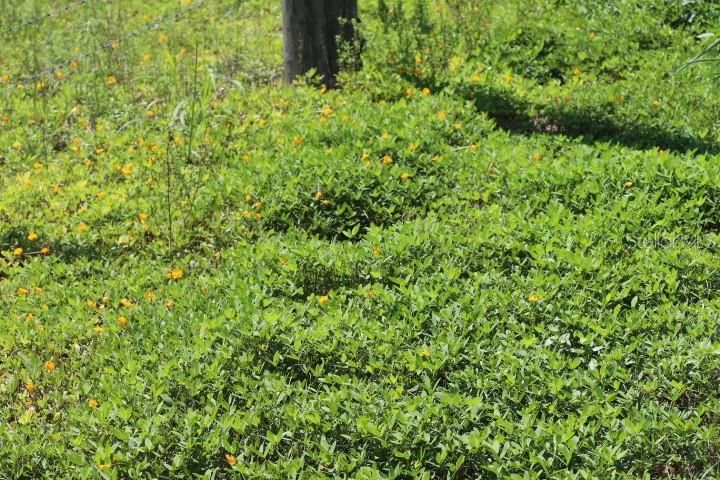 For Sale: $1,250,000 (45.57 acres)