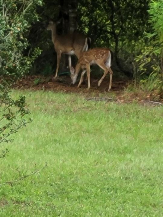 En Venta: $450,000 (4 camas, 2 baños, 2052 Pies cuadrados)