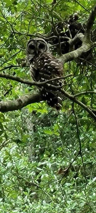 En Venta: $450,000 (4 camas, 2 baños, 2052 Pies cuadrados)