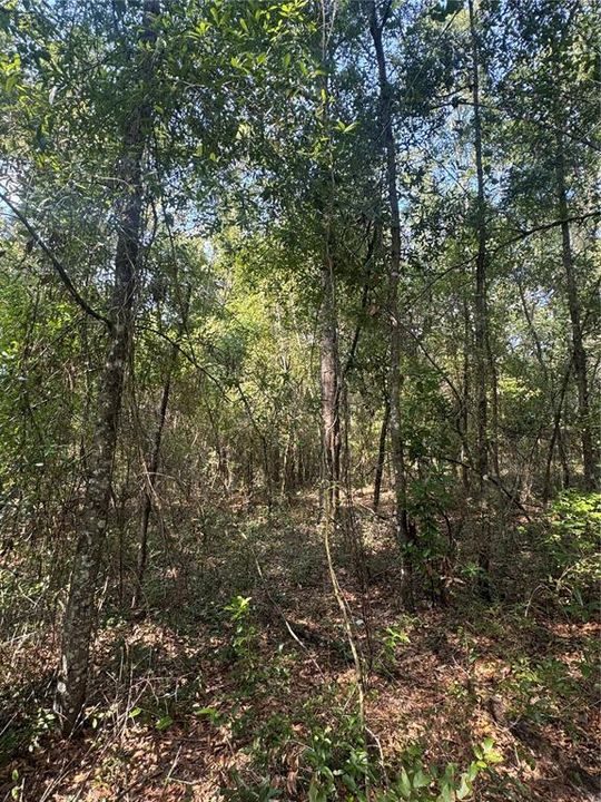 待售: $40,000 (0.92 acres)