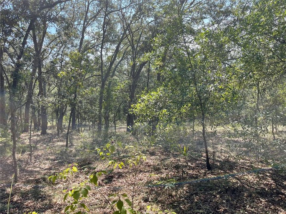 En Venta: $31,000 (1.03 acres)