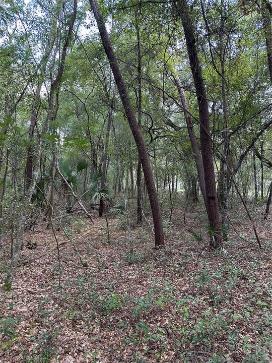 На продажу: $16,500 (0.50 acres)