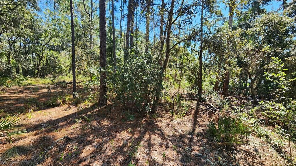 Под контрактом: $25,000 (0.23 acres)