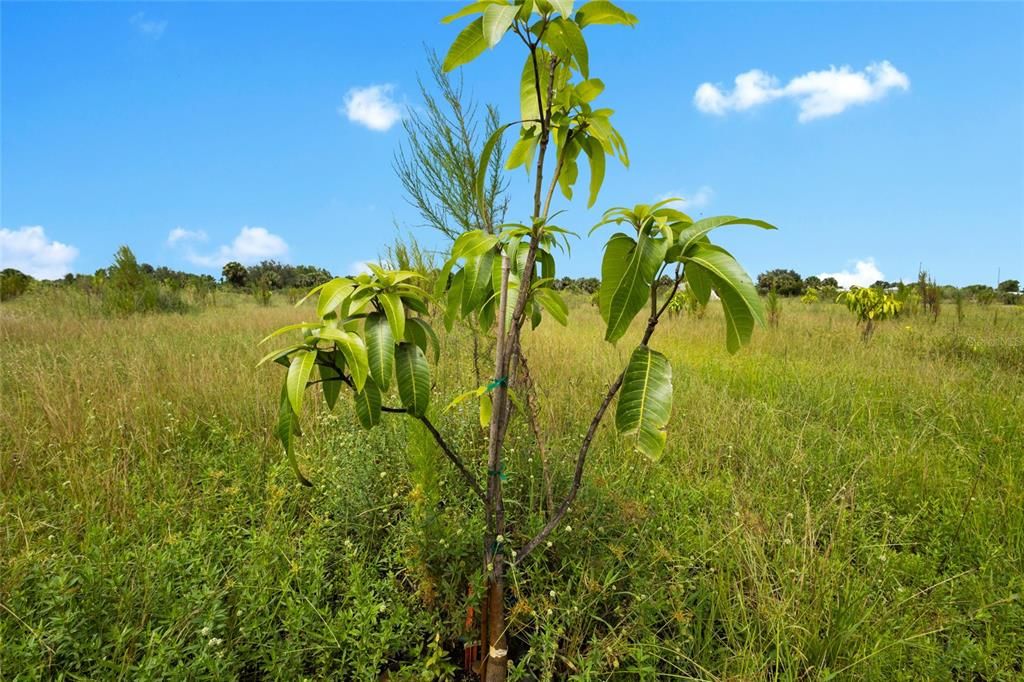На продажу: $559,999 (10.00 acres)