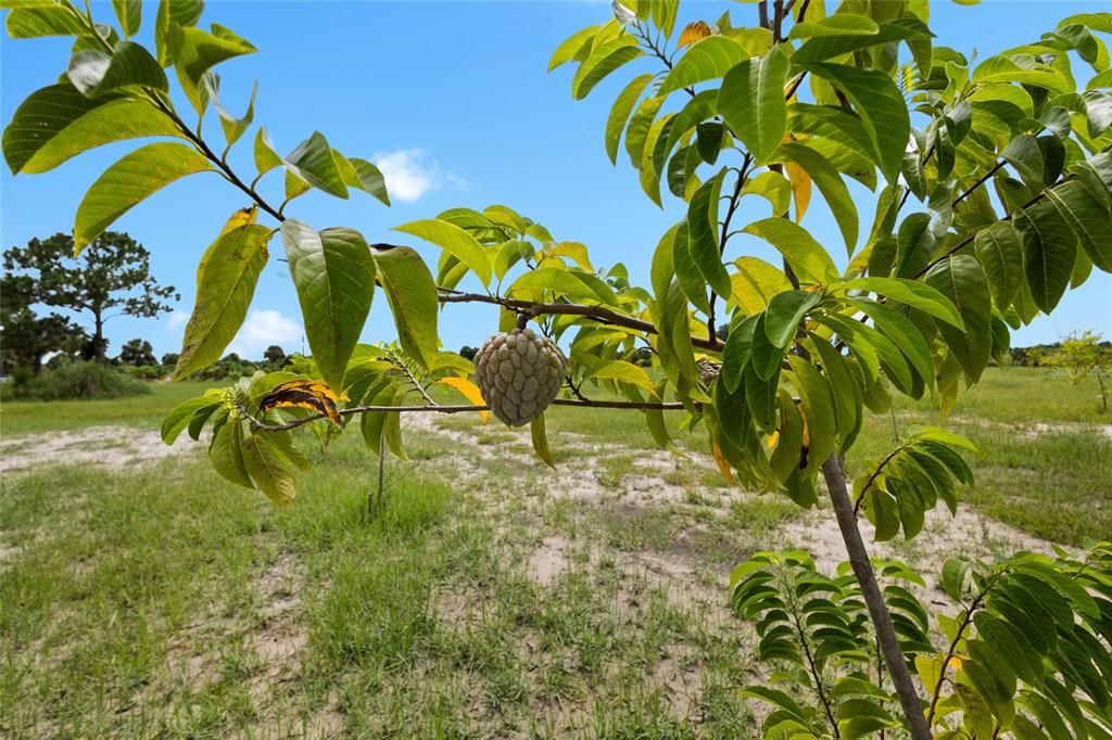 На продажу: $559,999 (10.00 acres)