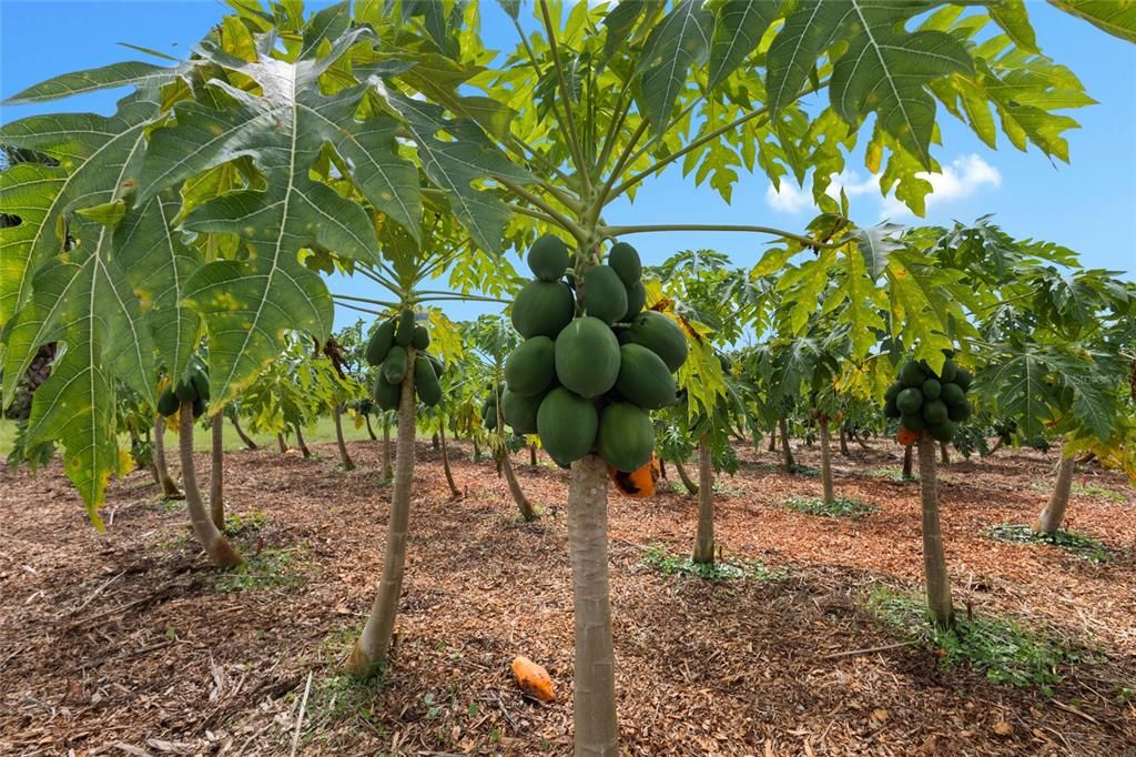 На продажу: $559,999 (10.00 acres)