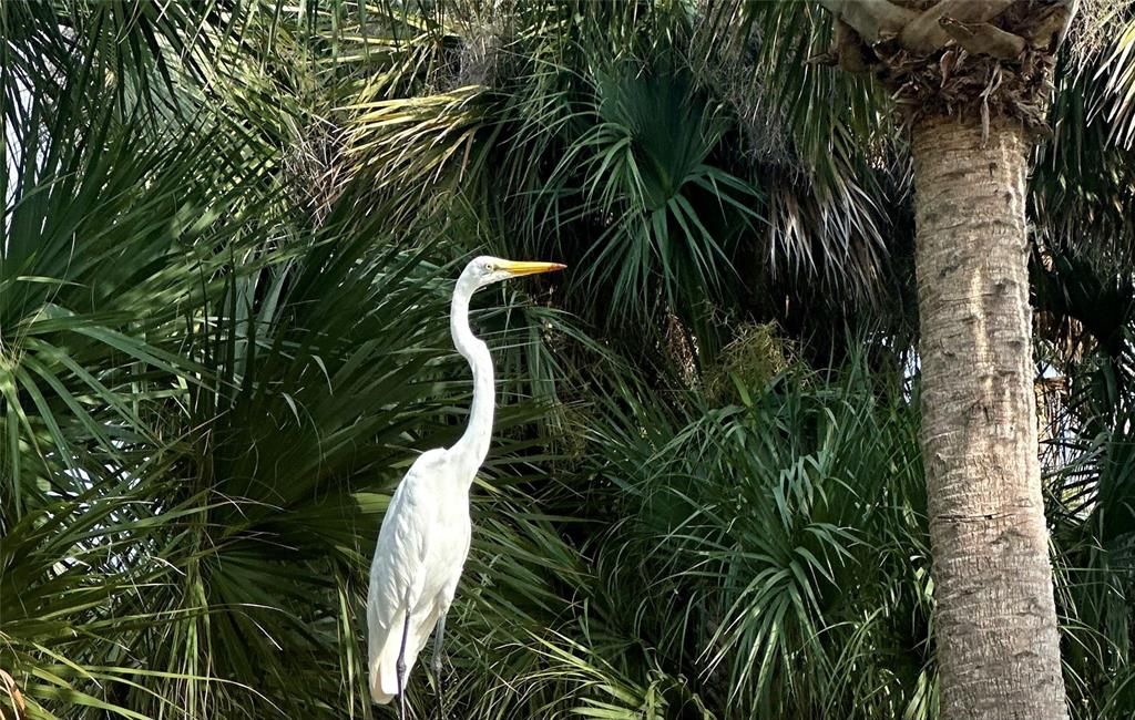 На продажу: $199,000 (0.17 acres)