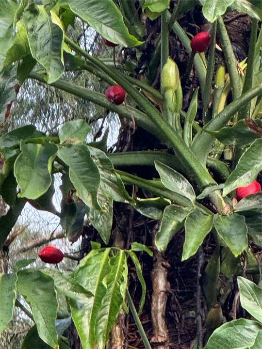 合同活跃: $264,900 (3 贝兹, 2 浴室, 2009 平方英尺)