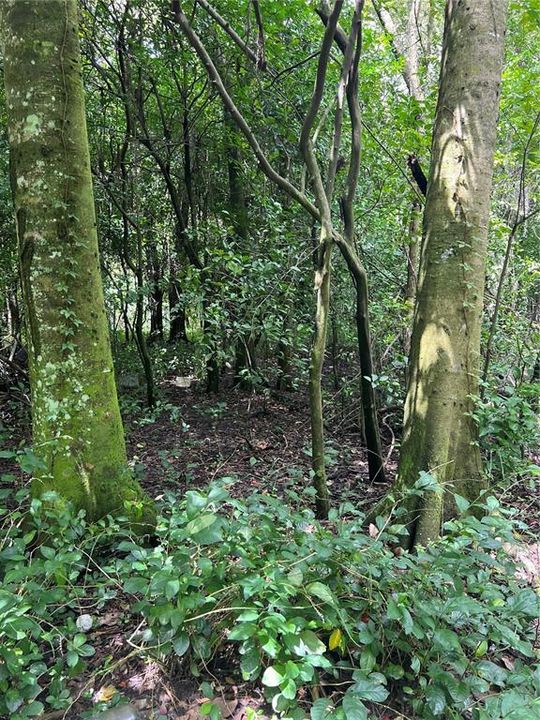 En Venta: $140,000 (1.37 acres)