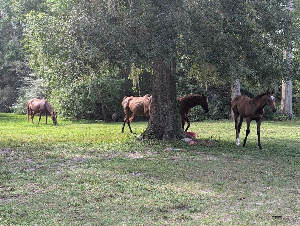 En Venta: $750,000 (3 camas, 3 baños, 3509 Pies cuadrados)